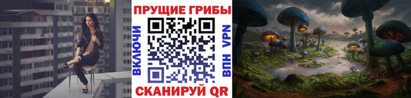 Псилоцибиновые грибы Psilocybe  дарк нет какой сайт  Ахтубинск  наркота 
